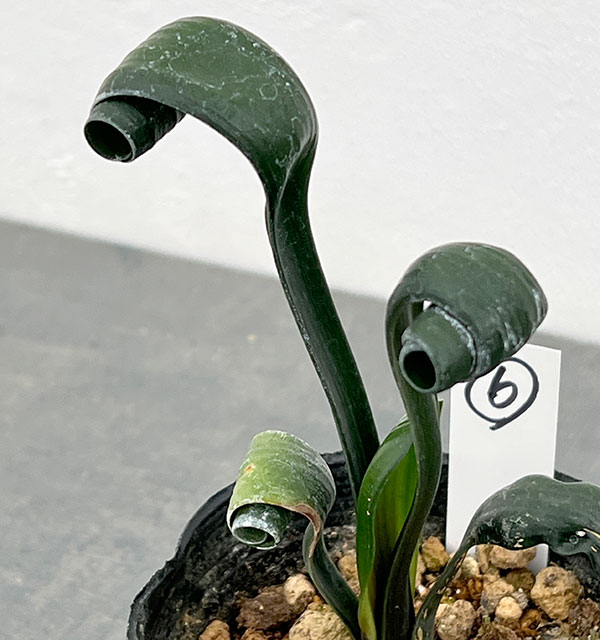 クンシラン:クリビア・カール3号ポット26-06