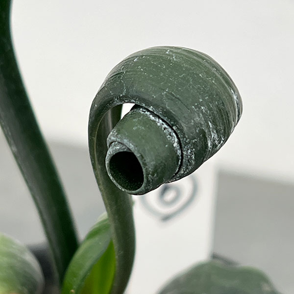 クンシラン:クリビア・カール3号ポット26-06