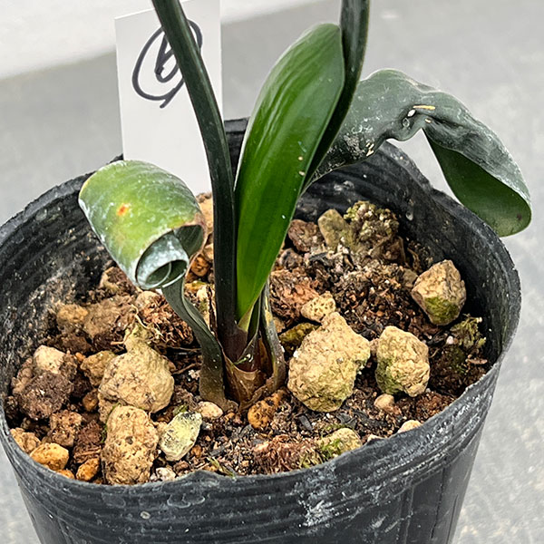 クンシラン:クリビア・カール3号ポット26-06