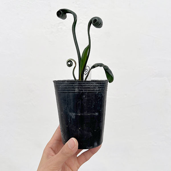 クンシラン:クリビア・カール3号ポット26-06