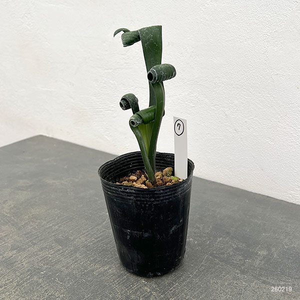 クンシラン:クリビア・カール3号ポット26-07