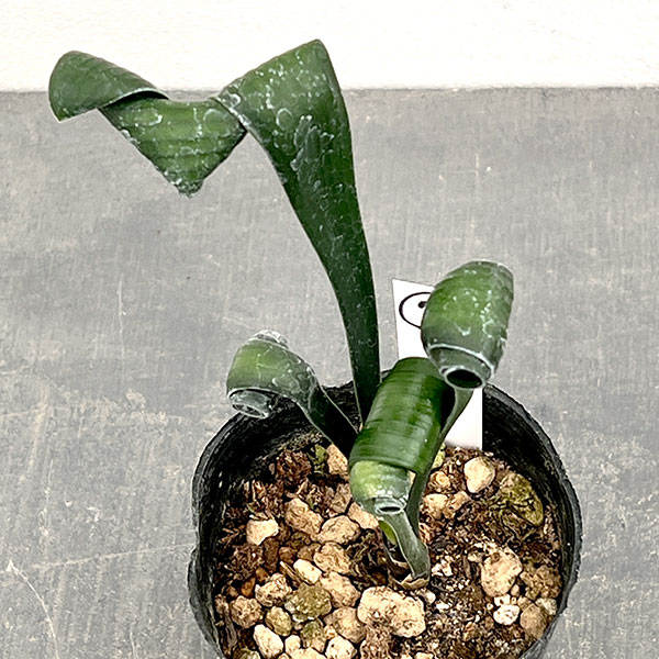 クンシラン:クリビア・カール3号ポット26-07