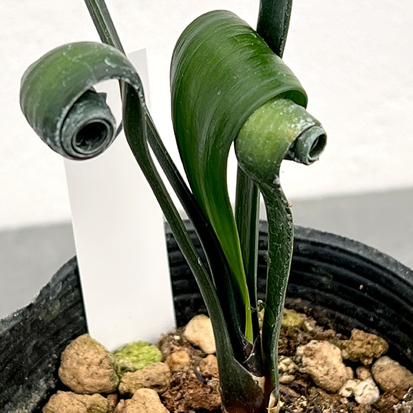 クンシラン:クリビア・カール3号ポット26-07