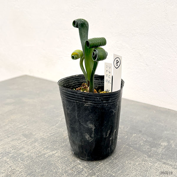 クンシラン：クリビア・カール3号ポット26-08