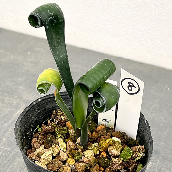 クンシラン：クリビア・カール3号ポット26-08