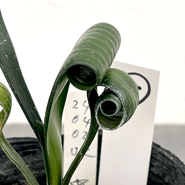 クンシラン：クリビア・カール3号ポット26-08