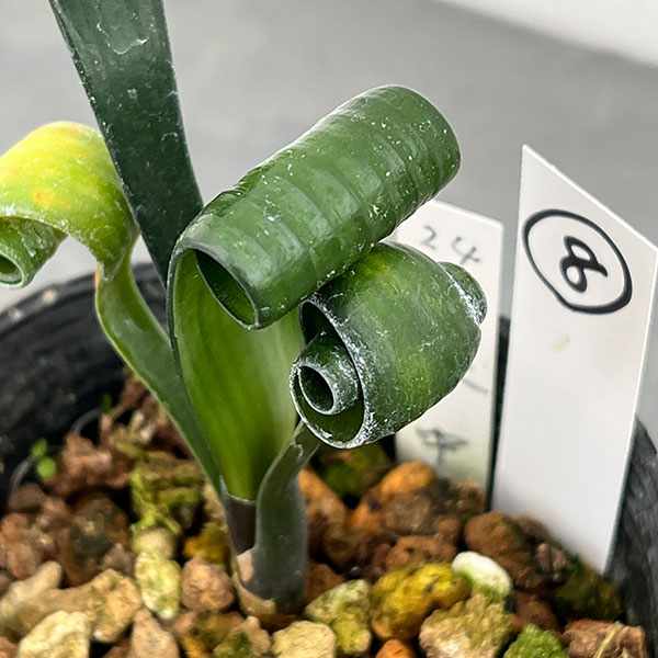 クンシラン：クリビア・カール3号ポット26-08