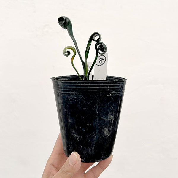 クンシラン：クリビア・カール3号ポット26-08