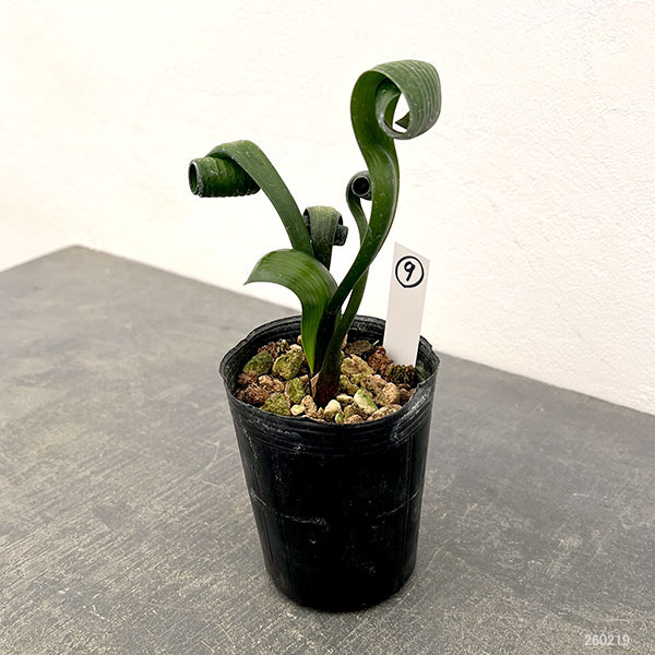 クンシラン：クリビア・カール3号ポット26-09