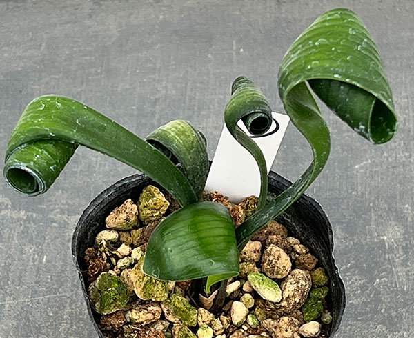 クンシラン：クリビア・カール3号ポット26-09