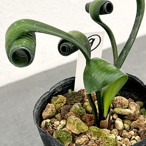 クンシラン：クリビア・カール3号ポット26-09