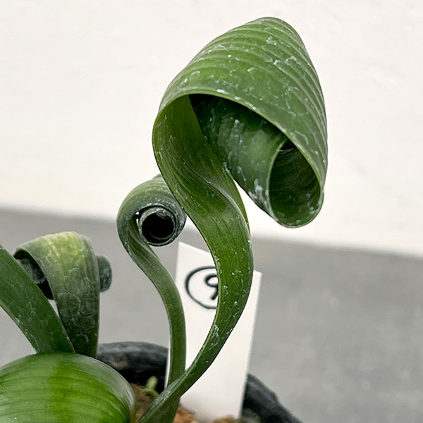 クンシラン：クリビア・カール3号ポット26-09