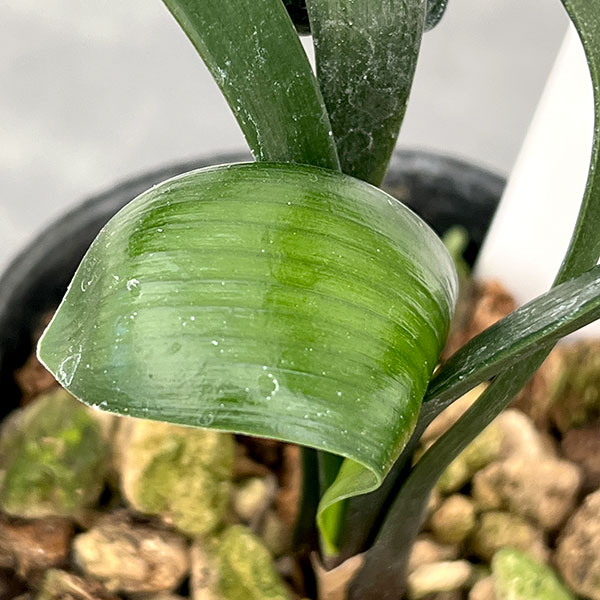 クンシラン：クリビア・カール3号ポット26-09