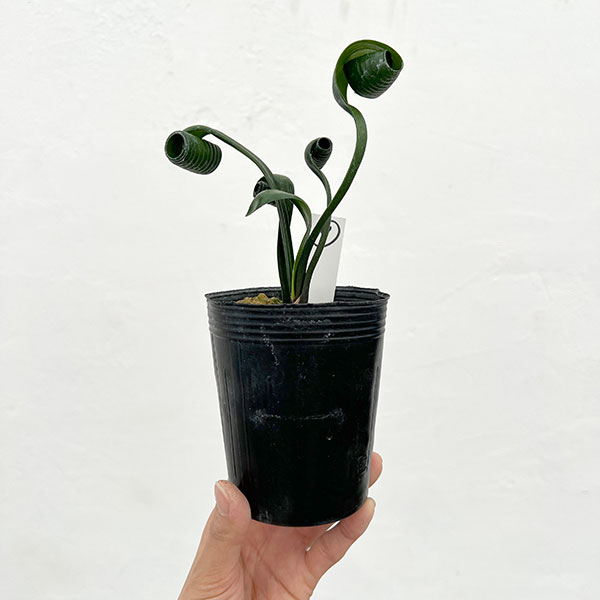 クンシラン：クリビア・カール3号ポット26-09