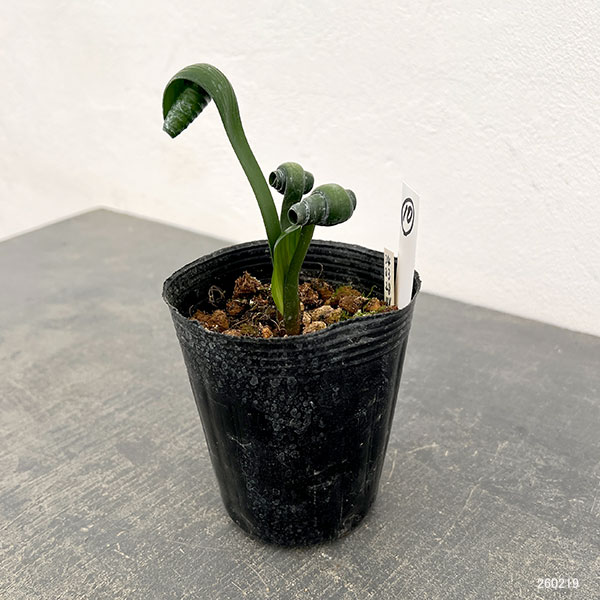 クンシラン：クリビア・カール3号ポット26-10
