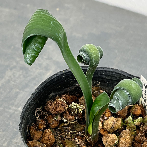 クンシラン：クリビア・カール3号ポット26-10