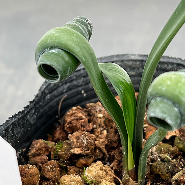 クンシラン：クリビア・カール3号ポット26-10