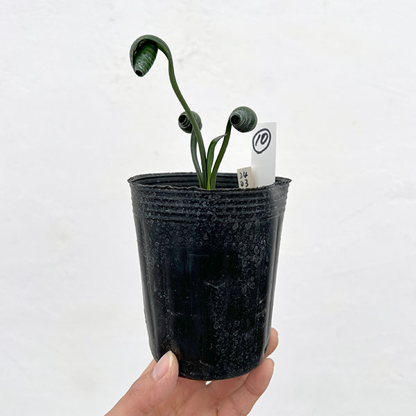 クンシラン：クリビア・カール3号ポット26-10