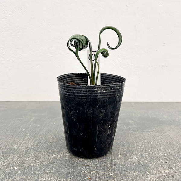 クンシラン：クリビア・カール3号ポット26-11