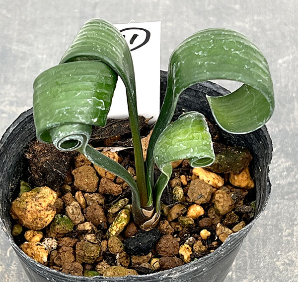 クンシラン：クリビア・カール3号ポット26-11