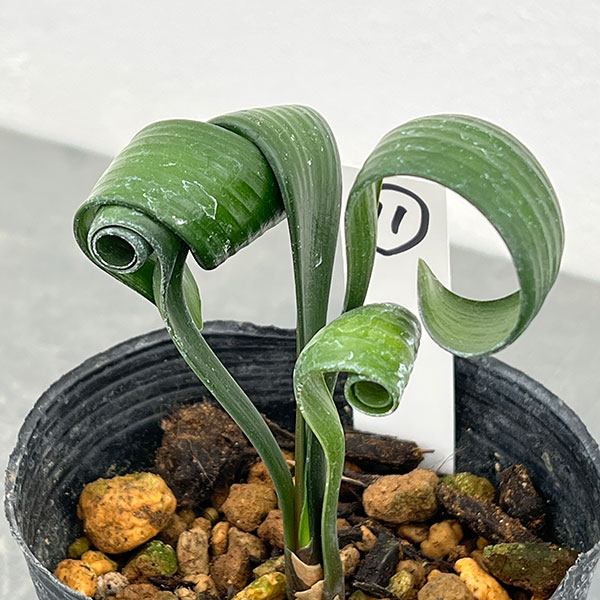 クンシラン：クリビア・カール3号ポット26-11