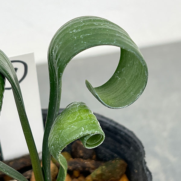 クンシラン：クリビア・カール3号ポット26-11