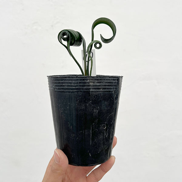 クンシラン：クリビア・カール3号ポット26-11