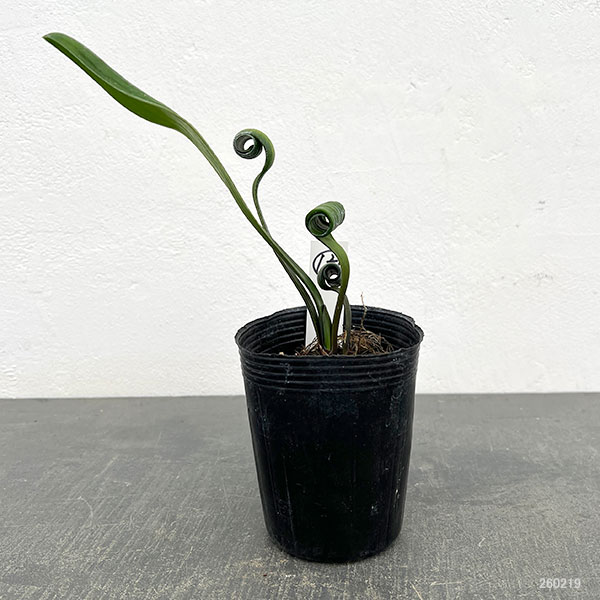 クンシラン：クリビア・カール3号ポット26-12