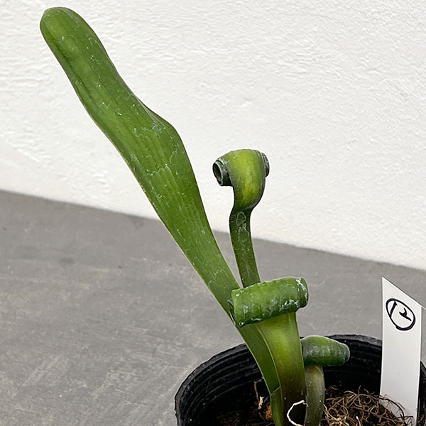 クンシラン：クリビア・カール3号ポット26-12