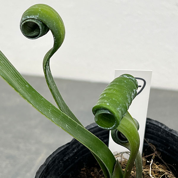 クンシラン：クリビア・カール3号ポット26-12