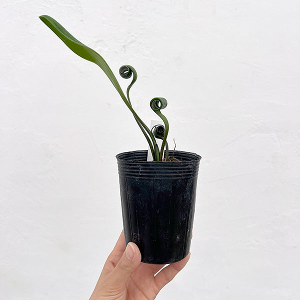 クンシラン：クリビア・カール3号ポット26-12