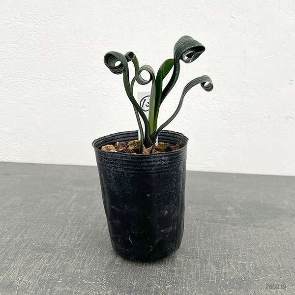 クンシラン：クリビア・カール3号ポット26-13