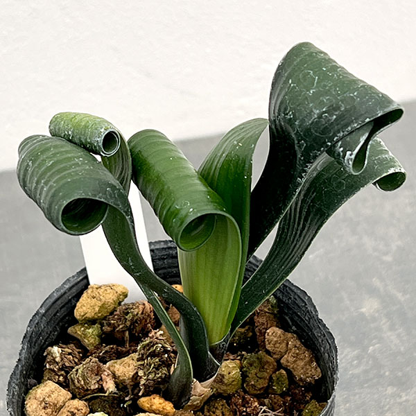 クンシラン：クリビア・カール3号ポット26-13