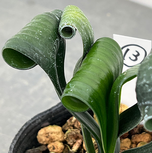 クンシラン：クリビア・カール3号ポット26-13