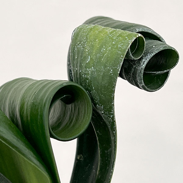 クンシラン：クリビア・カール3号ポット26-13