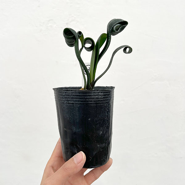 クンシラン：クリビア・カール3号ポット26-13