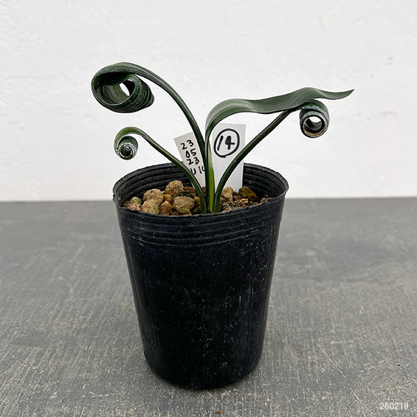 クンシラン：クリビア・カール3号ポット26-14