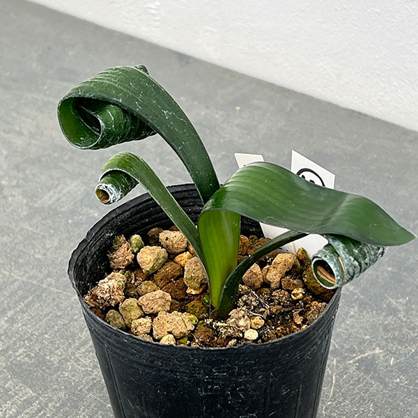 クンシラン：クリビア・カール3号ポット26-14