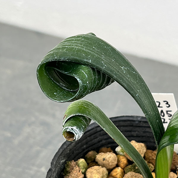 クンシラン：クリビア・カール3号ポット26-14