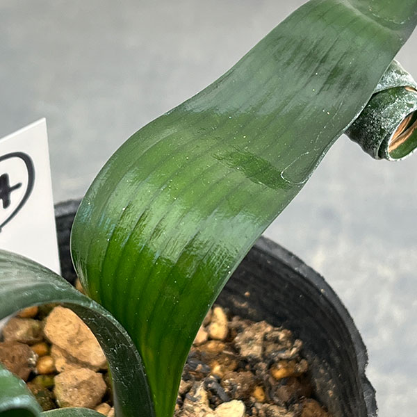 クンシラン：クリビア・カール3号ポット26-14