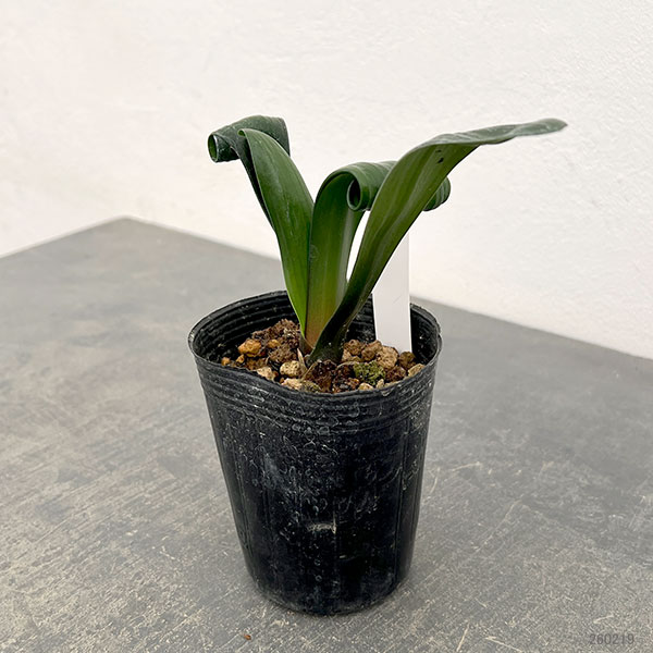 クンシラン：クリビア・カール3号ポット26-15