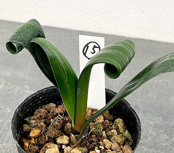 クンシラン：クリビア・カール3号ポット26-15