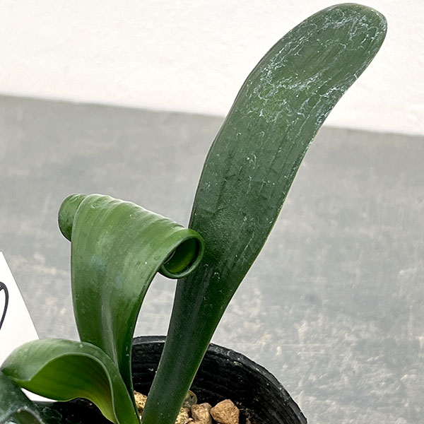 クンシラン：クリビア・カール3号ポット26-15