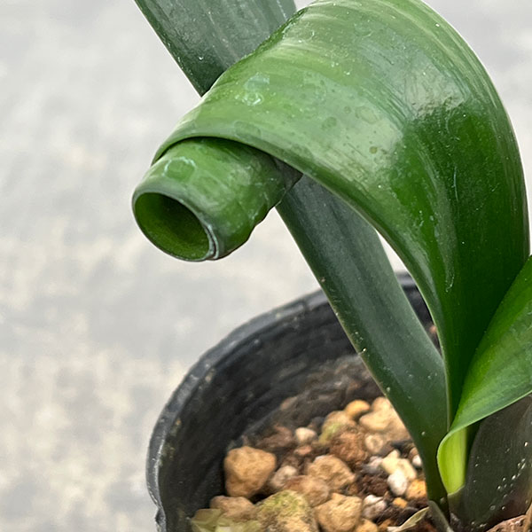 クンシラン：クリビア・カール3号ポット26-15