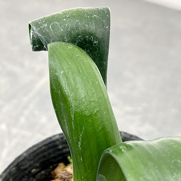 クンシラン：クリビア・カール3号ポット26-15