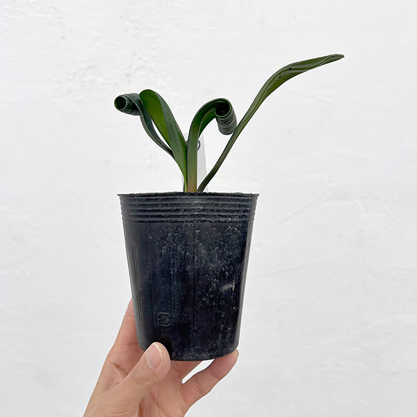 クンシラン：クリビア・カール3号ポット26-15