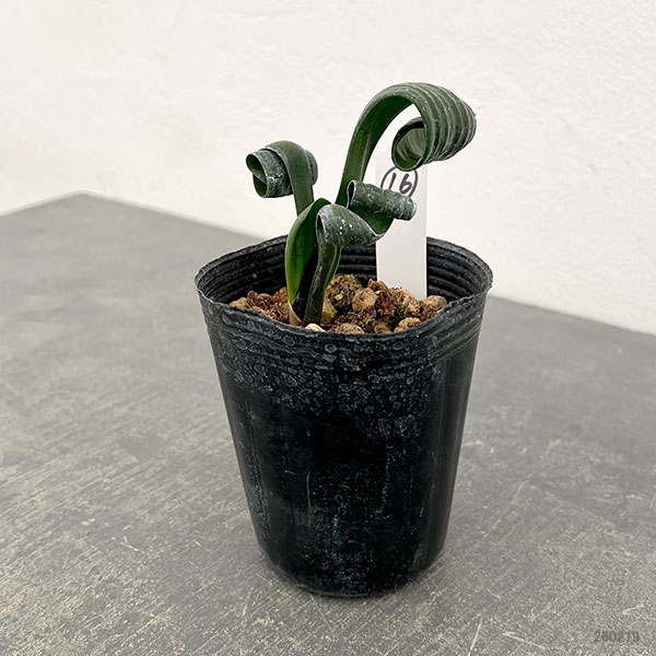 クンシラン：クリビア・カール3号ポット26-16