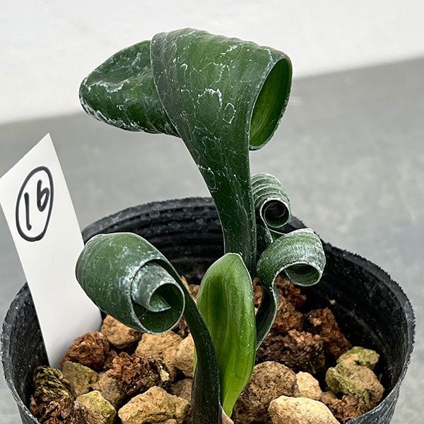 クンシラン：クリビア・カール3号ポット26-16