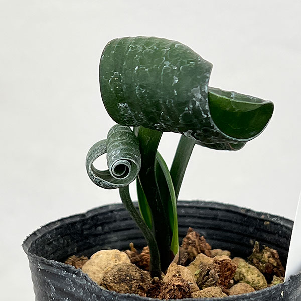 クンシラン：クリビア・カール3号ポット26-16