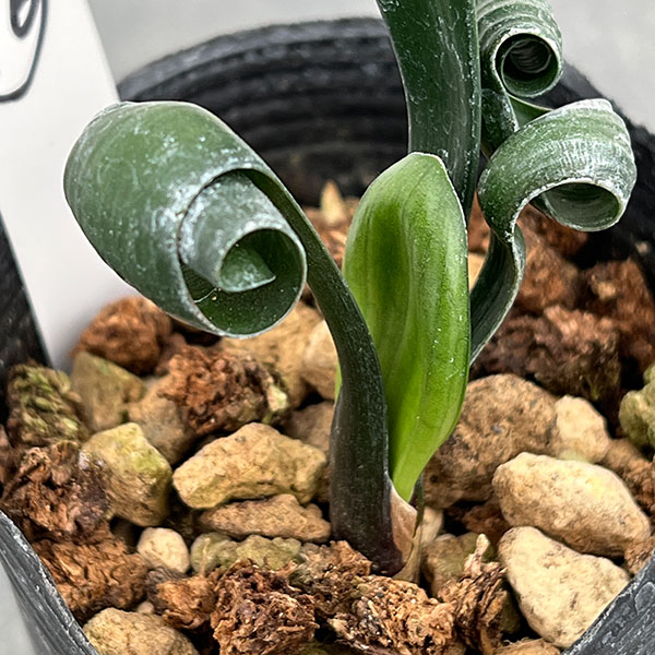 クンシラン：クリビア・カール3号ポット26-16